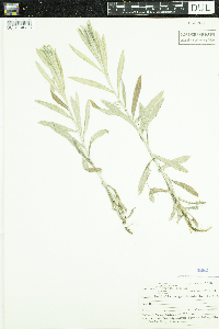 Anaphalis margaritacea image