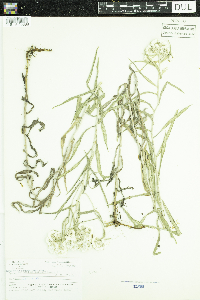 Anaphalis margaritacea image