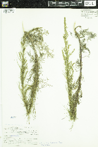 Artemisia campestris image