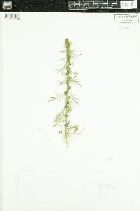 Artemisia biennis image