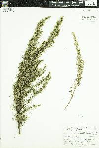 Artemisia campestris image