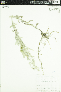 Artemisia ludoviciana subsp. ludoviciana image