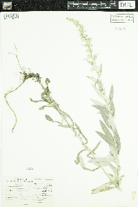 Artemisia ludoviciana subsp. ludoviciana image