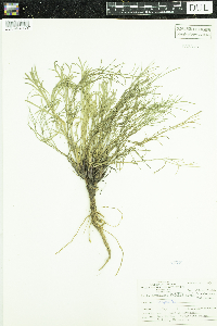 Artemisia campestris image