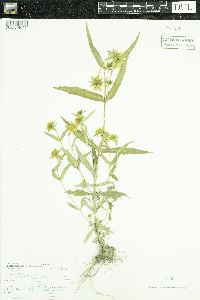 Bidens cernua image