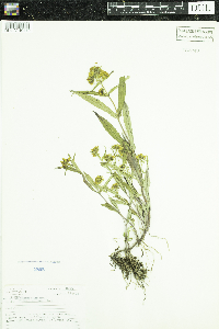 Bidens cernua image