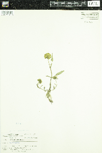 Bidens cernua image