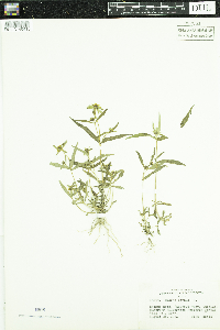 Bidens cernua image