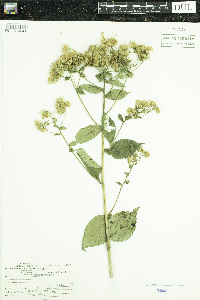 Eurybia macrophylla image