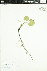 Eurybia macrophylla image