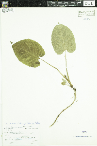 Eurybia macrophylla image
