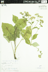 Eurybia macrophylla image