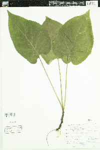 Eurybia macrophylla image