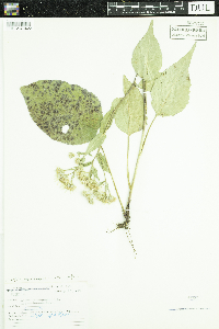Eurybia macrophylla image