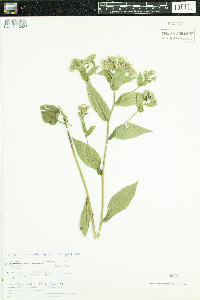 Eurybia macrophylla image
