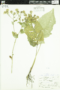Eurybia macrophylla image