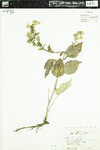 Eurybia macrophylla image