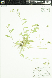Hieracium pilosella image