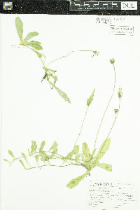 Hieracium pilosella image