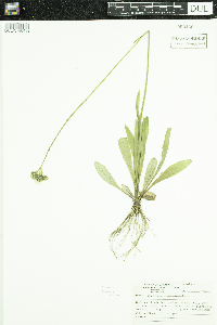 Hieracium piloselloides image