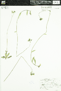 Hieracium piloselloides image