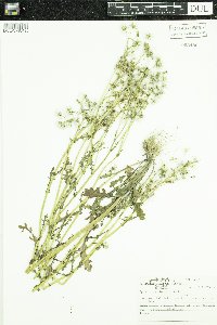 Senecio vulgaris image