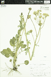 Packera paupercula image