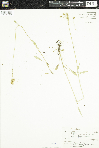 Thumbnail image of current specimen