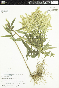 Solidago canadensis var. canadensis image