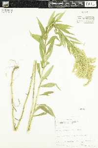 Solidago canadensis var. canadensis image