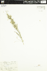 Liatris punctata image