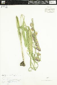 Liatris aspera image