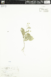 Lapsana communis image