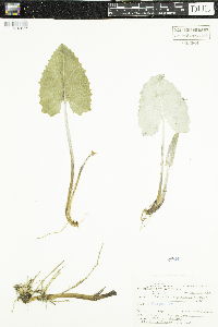 Petasites frigidus var. sagittatus image