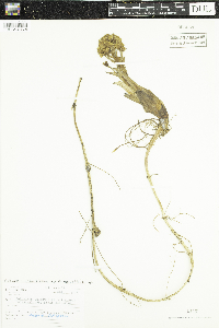 Petasites frigidus image