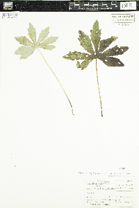 Petasites frigidus image