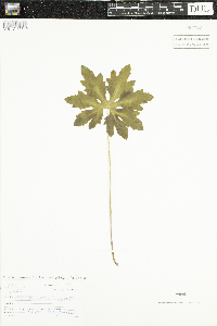 Petasites frigidus image