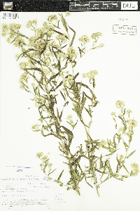 Symphyotrichum boreale image
