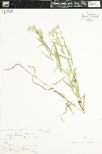 Symphyotrichum boreale image