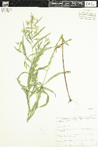 Symphyotrichum boreale image