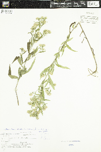 Symphyotrichum boreale image