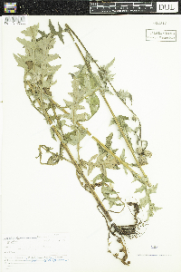 Cirsium muticum image