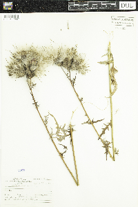 Cirsium muticum image