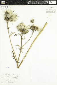 Cirsium muticum image