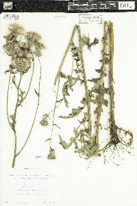 Cirsium muticum image