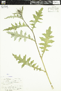 Cirsium muticum image