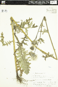 Cirsium muticum image