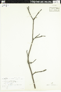 thumbnail image of current specimen