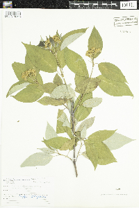 Cornus sericea image