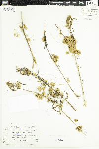 Cuscuta gronovii image